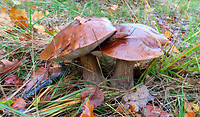 IMG_100285