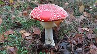 IMG_100287