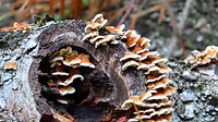 IMG_100289