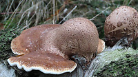 IMG_100293