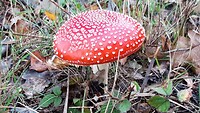 IMG_100299