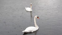 IMG_100306