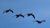 IMG_100371