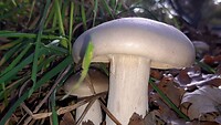 IMG_100376