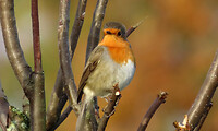 IMG_100383a