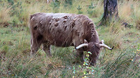 IMG_100397