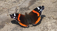 IMG_2103