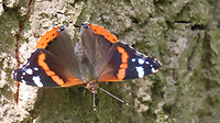 IMG_2175