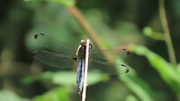 IMG_2225
