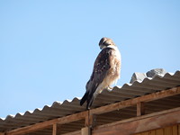 DSCN8721