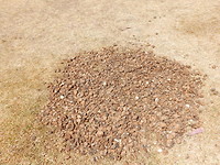 DSCN9262