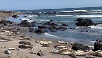 Thick blubber on the beach