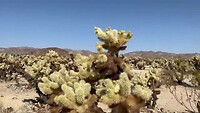 Cactus garden