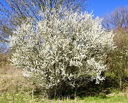 DSC03826
