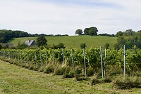 DSC05021