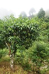 DSC05599