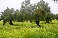 DSC07042