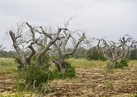 DSC07310