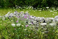 DSC07370