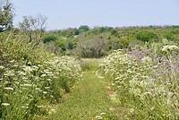 DSC07442