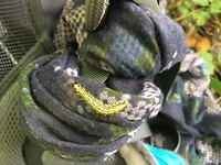 Ook hier de rups van de buxusmot!
