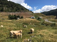 Loslopende koeien hoog in de Pyreneeën.