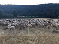 Alle schapen bij elkaar.