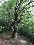 Mooie oude boom net naast het wandelpad