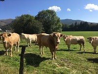 Mooie koeien in de wei.