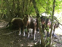 Paarden tussen de bomen tijdens een struinwandeling met Marion.
