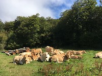 De koeien bij de bordas.