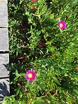 Mooie planten en bloemen op het strand.