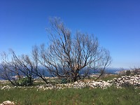 Verbrande bomen.