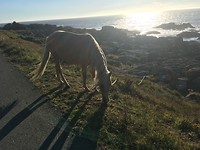 Paard langs de weg in Mougas