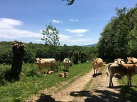 De koeien die ons de weg versperden.