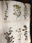 Een heel oud herbarium.