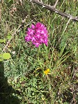 Wilde orchidee.