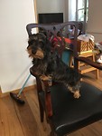 Het hondje van onze gastvrouw Veronique.