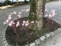 Speciale bloemen.