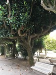 Mooie oude bomen in een park in Ferrol.