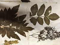 Herbarium in de bibliotheek.