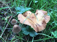 Paddenstoelenwandeling.