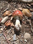 Vandaag niet veel paddenstoelen.