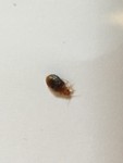 De beruchte bewants!