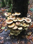 Opnieuw een paddenstoelenwandeling.