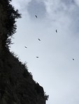 De gieren boven de Foz de Lumbier