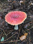 Nog meer paddenstoelen.