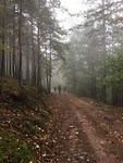 Wandelen in een regenachtig bos.