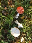 Herfstwandeling bij Honeck.