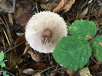 Herfstwandeling bij Honeck.
